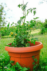 brown vase with a tomato bush close-up. Gardening, balcony gardening, gardening in the city