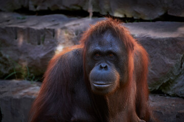 Hembra de Orangután (Pongo pygmaeus) con fondo de piedras