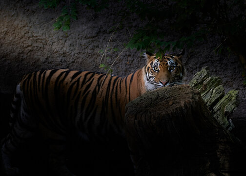 Tigre de Sumatra (Panthera tigris sumatrae) entre sombras del bosque