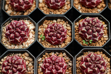 Rows of Eriosyce occulta seedlings propagated in small pots at a plant shop