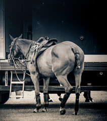 Teethered Polo Pony At Kirtlington Park