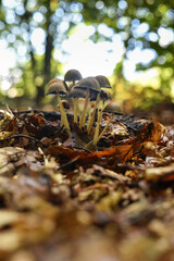 Numerous mushrooms growing in the cluster on the forest floor
