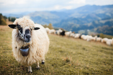 sheep in the mountains - obrazy, fototapety, plakaty