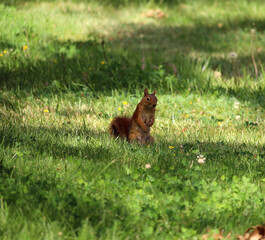 Squirrel Standing and Looking