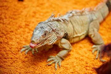 An iguana on a bright orange carpet. Exotic animals in the house.