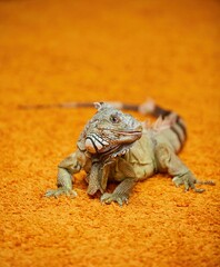 An iguana on a bright orange carpet. Exotic animals in the house.