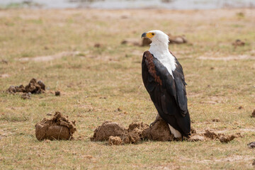 Beautiful African Fish Eagle perched on dung looking straight ahead searching for prey in Ambosseli National Park in Kenya, Africa