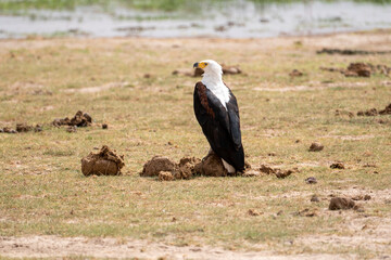 Beautiful African Fish Eagle perched on dung with blank eyes in Ambosseli National Park in Kenya, Africa