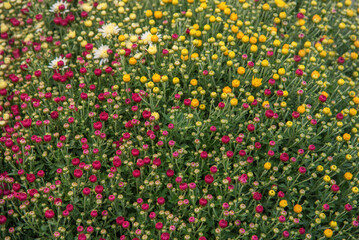 Chrysanthemum bush Trio, the most popular garden and balcony plants