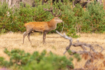 Deer, Red Deer - 532412109