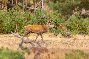Deer, Red Deer - 532412153