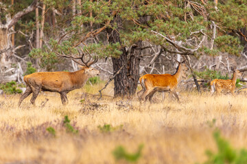 Deer, Red Deer - 532412185