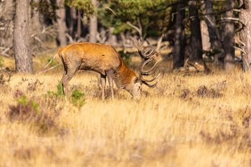 Deer, Red Deer - 532412193