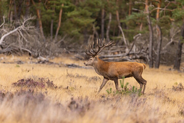 Deer, Red Deer - 532412305