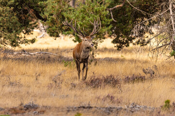 Deer, Red Deer - 532412567