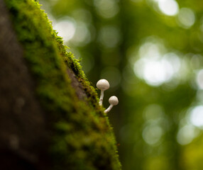 Porcelain mushrooms growing on beech tree in forest