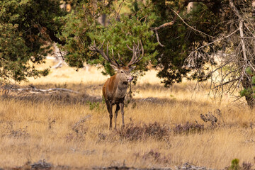 Fototapeta na wymiar Deer, Red Deer