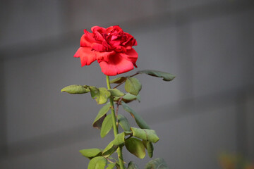 Fototapeta premium single red rose