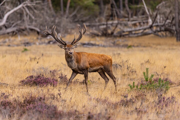 Deer, Red Deer - 532412739