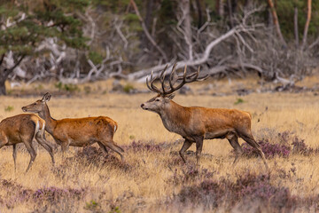 Fototapeta na wymiar Deer, Red Deer