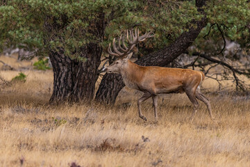 Deer, Red Deer - 532412900