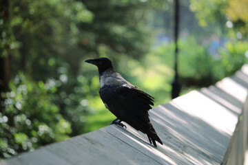 Crow standing 