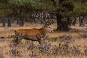 Deer, Red Deer - 532412931