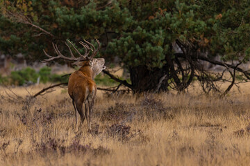 Deer, Red Deer - 532412951
