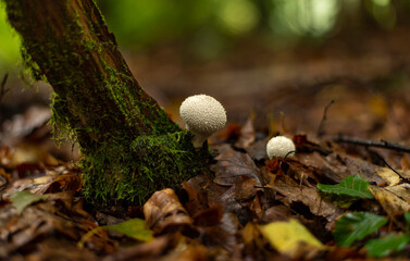 Common puffball mushrooms in group growing on the forest floor