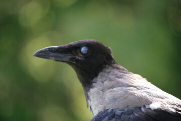 close up of a crow