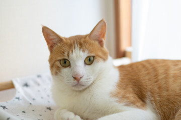 見つめる猫　茶トラ白