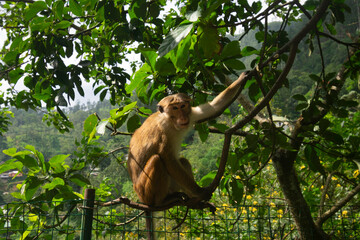 little monkey sits on the fence
