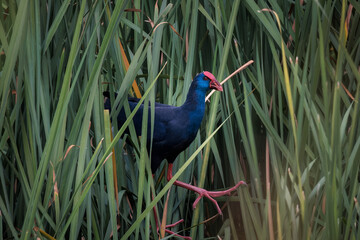 Western Swamphen known as Purple Swamphen (Porphyrio porphyrio).