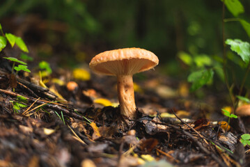 Saffron milk cap mushroom growing on the forest floor
