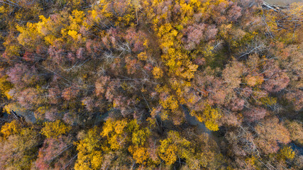 Top view of the autumn floodplain forest. Multicolored crowns of trees. River channel among the trees. Fall season. Beautiful aerial landscape. Natural background. Great for design.