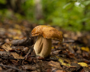 King of the mushrooms Boletus edulis , growing in forest