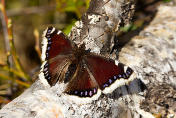 Mourning cloak (Nymphalis antiopa) butterfly resting on a log.