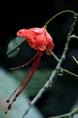 Macro shot of flower background