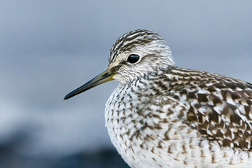 Wood sandpiper (Tringa glareola) closeup.