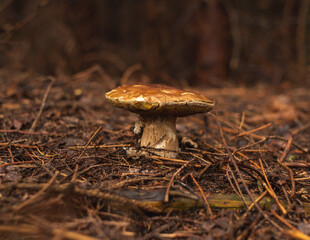 King of the mushrooms Boletus edulis , growing in forest