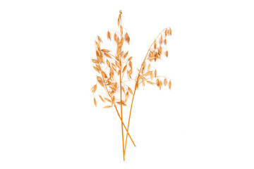 oat spike or ears isolated on white background close-up