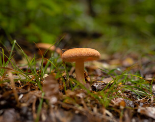 Saffron milk cap mushroom growing on the forest floor