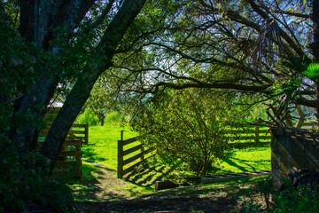 Farm gate open into sunlit meadow, looking from within a dark wooded area. Eskdale, Hawke's Bay,...