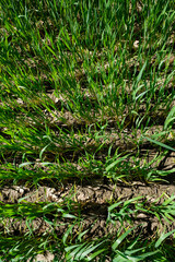 Green wheat. Alfisols form of soil. Ukraine.