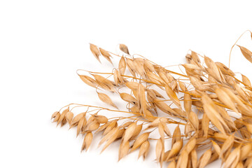 oat spike or ears isolated on white background close-up