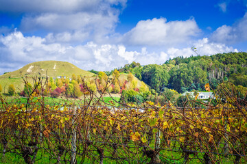 Autumn rural landscape with close up view of golden grapevines with colourful trees on the slopes in the background.Beautiful sunny day at Hawkes Bay, New Zealand