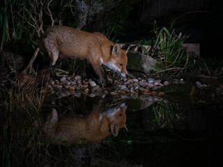 Fox and Badger drinking from garden pond in UK. © mikebryantphoto