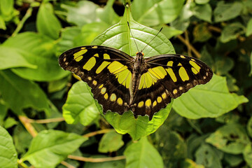 Beautiful buterfly, insect on green nature floral background