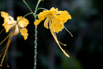 Close up of yellow flower
