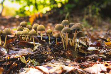 Numerous mushrooms growing in the cluster on the forest floor